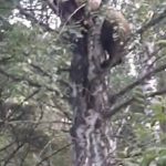 Медведь на дереве в Гурьевском районе